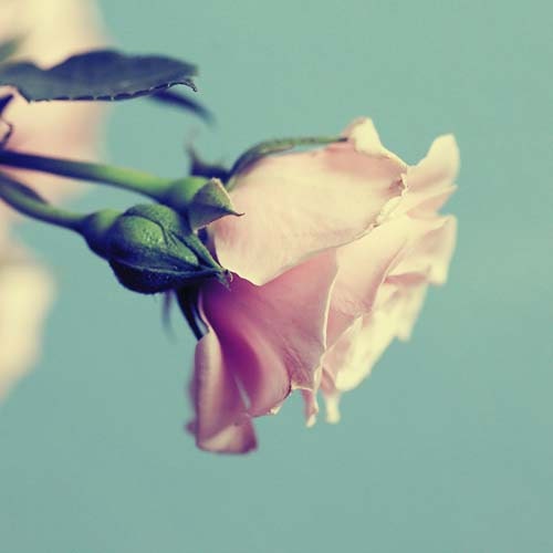 Nature Rose Mini Photograph Print - flower pastel pink baby blue light teal turquoise sky blue floral garden spring summer 3x3
