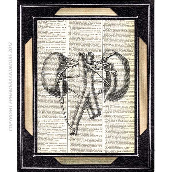KIDNEYs ANATOMY art print human anatomy medical science nephrology black white vintage dictionary book page dictionary print 8x10