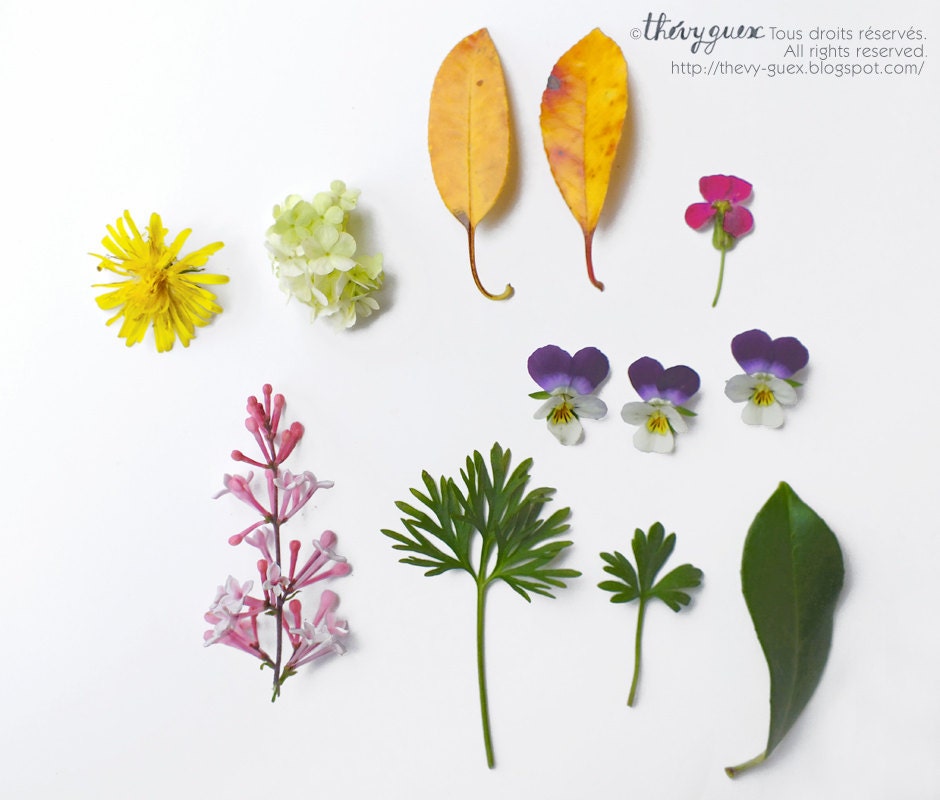 Spring Flowers and Leaves Botanical Original Fine Art Photography/Nature and Botanical Art Home Decor