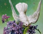 Antique embossed love bird postcard, 1900s