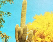 1960s Desert Photography Book/Vintage Cacti Book/Mid Century Nature Book/Full Color Desert Photography