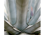 fine art print Century Plant