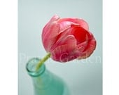 tulip 5x7 fine art photo