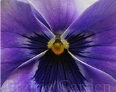 Lavender Pansy 8x8 fine art photo