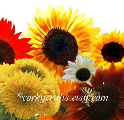 Mixed variety sunflower seeds