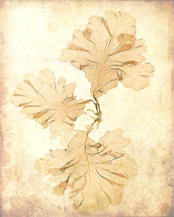 Antique Botanical Print "Ghost Oak" Faded Pink Oak Leaves - Shabby Vintage Sepia Leaf - Elegant Victorian Floral Print