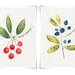 Blueberry & Cherry - Duo of berries 5x7 - Botanical watercolor collection - small print