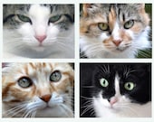 Kitty Cats - Set of Four  Blank Photo Note Cards