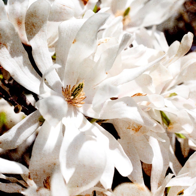 White, Cream Ivory, Magnolia Blossom, Flower Photography Print, Nature Photo, 8x8 Spring Photograph
