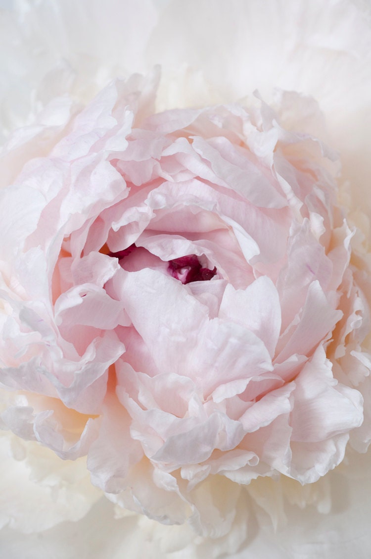 Peony Photography - French Peony Fine Art Travel Photograph, Wall Decor