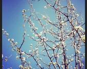 Flowering Tree Photo 10x10 Square Limited Edition