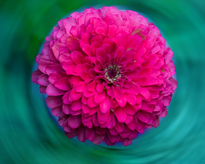 Flower Photo of a Pink Zinnia titled Floating -- 8x10 on Fine Art Paper
