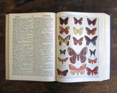 vintage book, vintage dictionary, 1950's children's dictionary, blue books, illustrated dictionary, colored prints, butterflies, flowers,