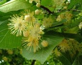 Oil Perfume Linden Blossoms  A Soft Green Floral with Citrus Undertones