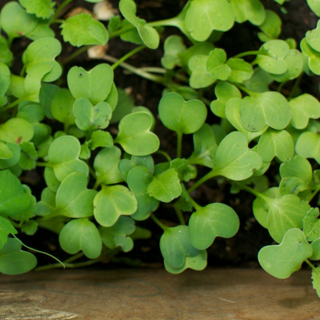Organic Microgreen Sprout Seeds six pack - Mustard Kale Radish Beets Lettuces Broccoli