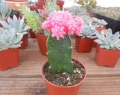 Cactus Plant, Grafted Moon Cactus, Bubble Gum Pink, Perfect For A Margarita Party, Wedding Decorations, Centerpieces And More