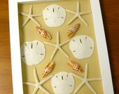 Beach Decor - Natural Sea Life Shadow Box