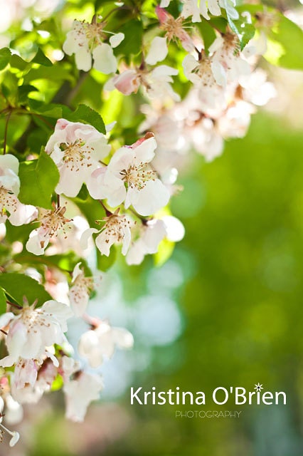 Strawberry Blossoms - 8x10 Fine Art Photographic Print