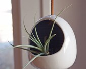 hanging plant monster with lavender mouth, perfect for air plants
