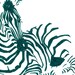 Zebra 1