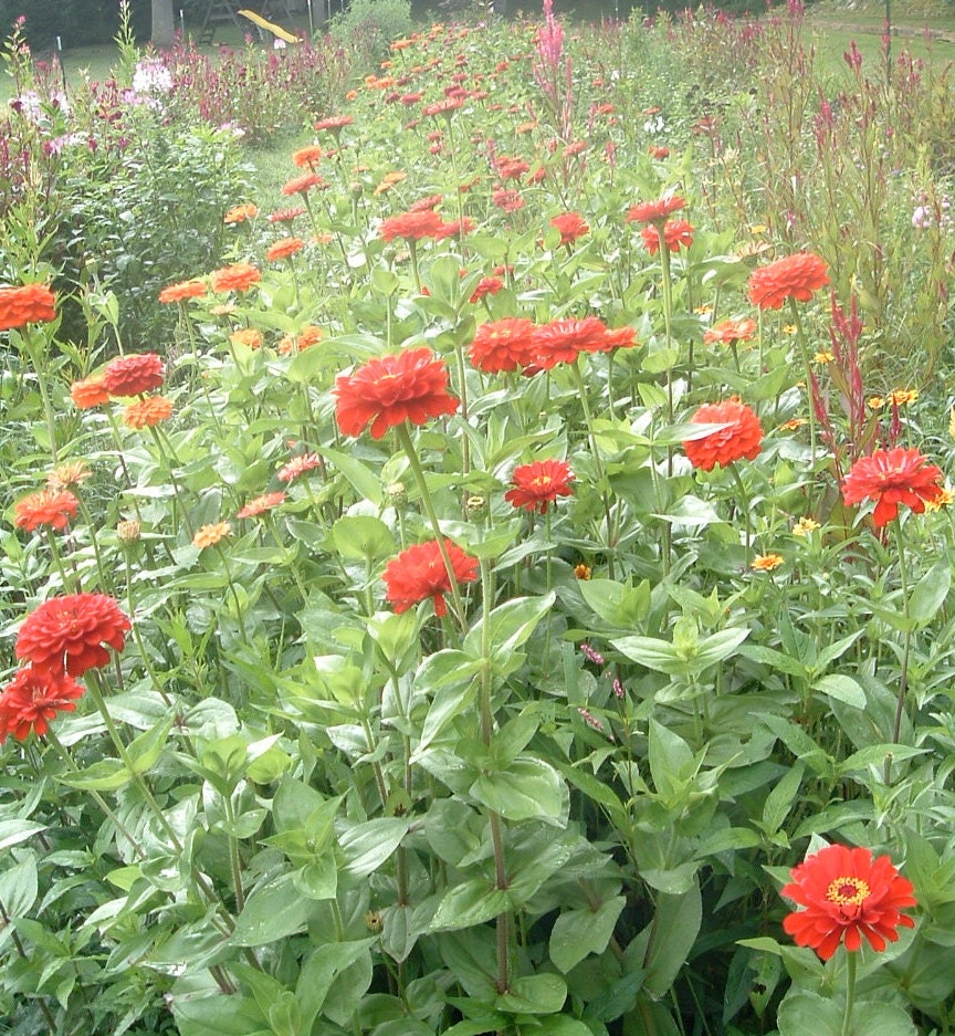 CUSTOM LISTING:  XL Earrings with Red Zinnias