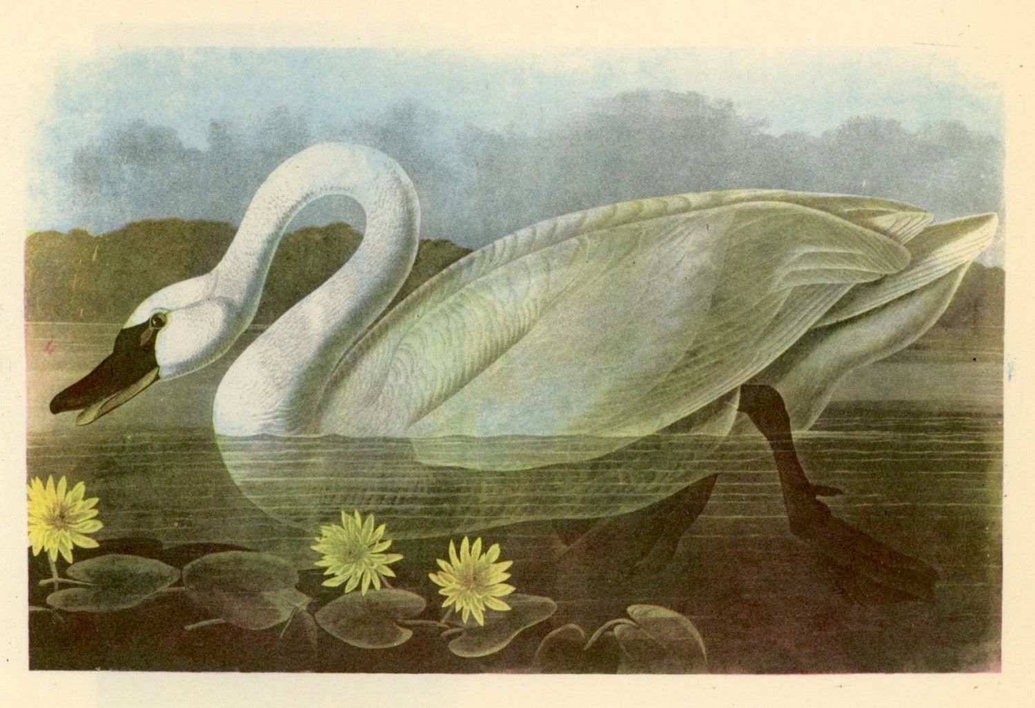 1950 whistling swan original vintage bird print - with canada goose on reverse side