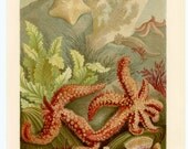 1882 star fish original rare antique ocean sea life print - seastars nudibranch