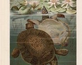 1882 turtle tortoise original rare antique reptile animal print