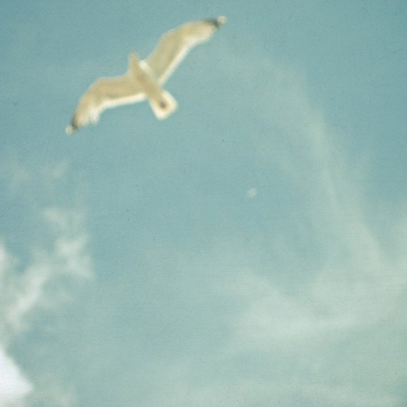In a Dream - Nature photograph, bird art, seagull, ethereal, minimalist art, pastel blue and white 8x8 seaside print
