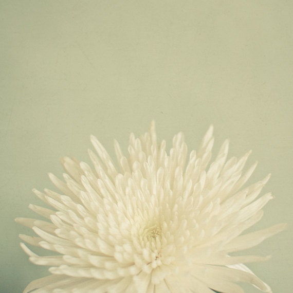 Pale Beauty - Flower photography, spring home decor, nature photo, pastel colors, white, pastel green, minimalist art, 8x8 Print