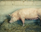 Bessie Lou - Animal photography, farm animal, pig art, sow, farm photography, pink and grey 8x8 Print
