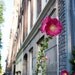 Pink urban flower, Amsterdam, Wall Decor, Art, Photography