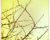 Plum Blossoms : A Symbol Of Strength, Hope, Renewal - fine art flower photography - botanical, flowers, tree, plum blossoms, boho, dreamy