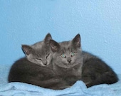 Cute Kittens Grey Cats Napping Kitten Blue Background - Pet Cat Photography - Nursery Art