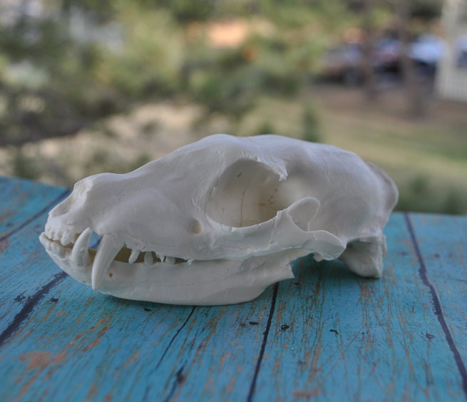 Aardwolf Skull - Beautiful Hand Made Skull Replica