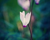 Wild Cyclamen - White and Pink Flower - Israeli Wildflower Photography - 8x12 Nature Photograph - Made in Israel