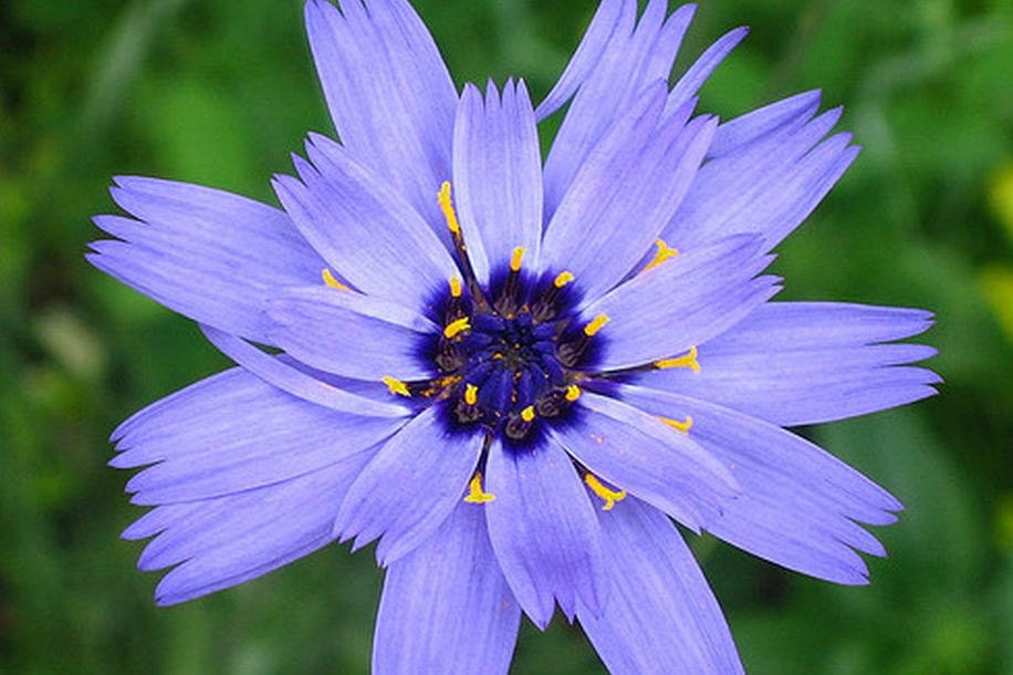Cupid's Dart, Blue Cupid's Dart Seeds Catanache Gorgeous Cutting Flower - thegardenstudio