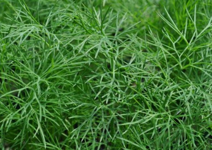 Dill, Fernleaf Dill Seeds - Delicate Easy to Grow Ornamental Edible Herb
