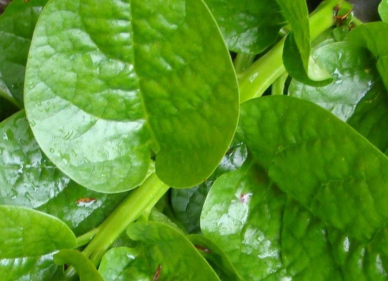 Spinach America America Rhythm Of Love Spinach America America Rhythm Of Love