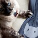 Cat Elbow Patch - Upgrade for boyfriend sweater, grey cardigan for women