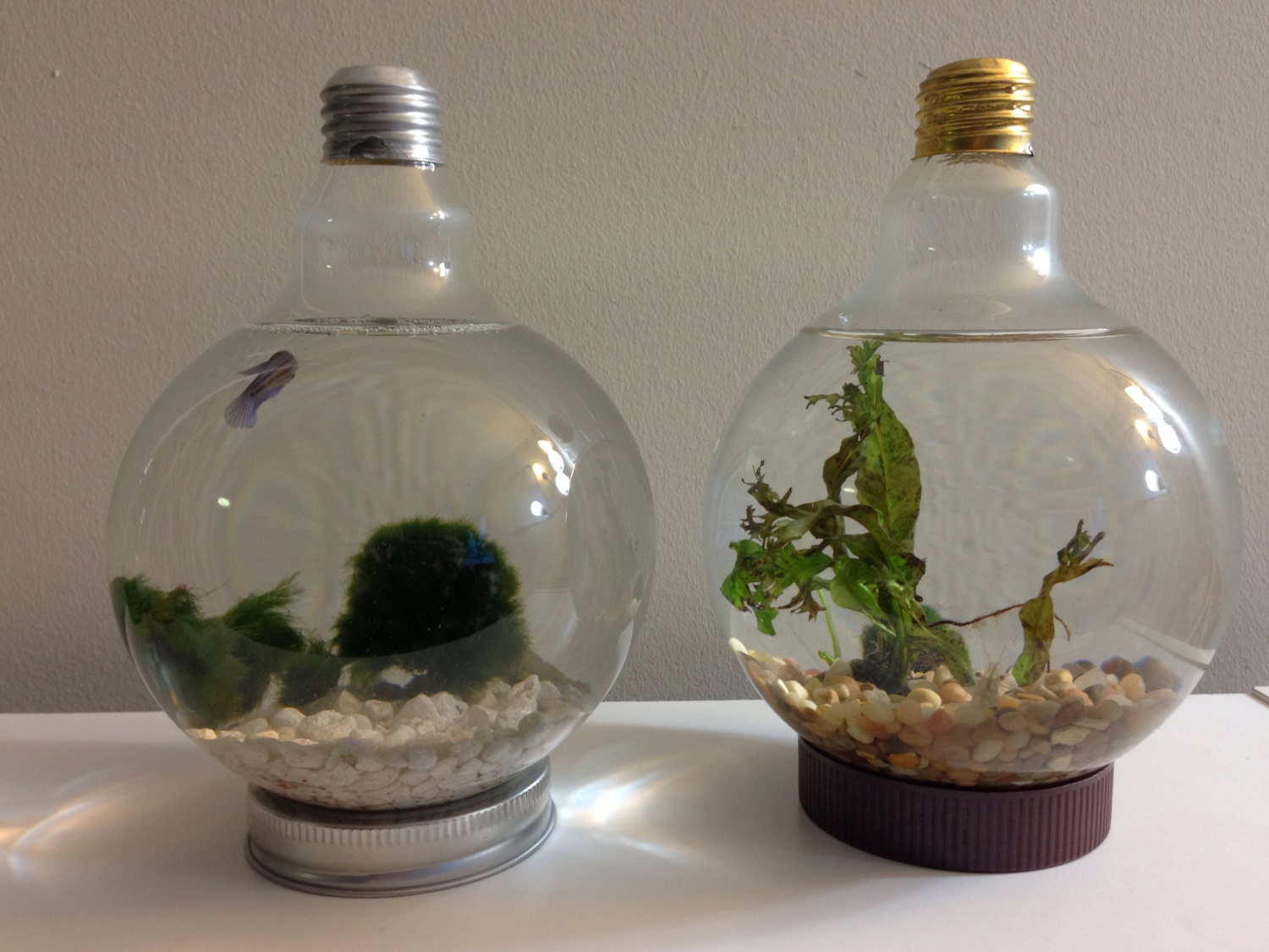 Large Lightbulb Fishbowl Kit