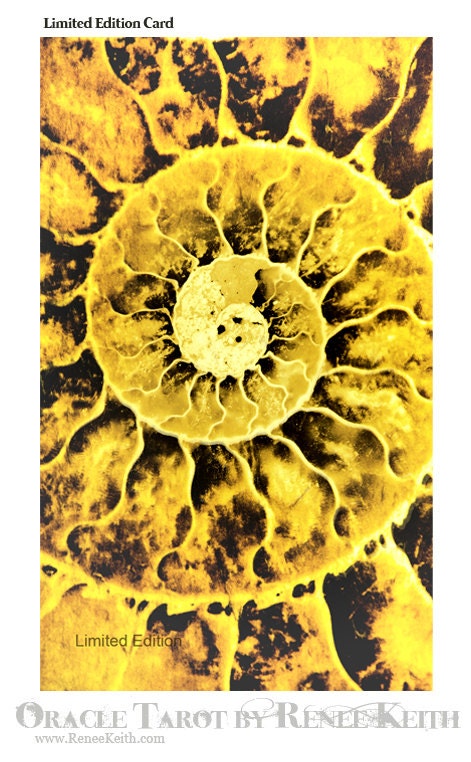 Limited Edition Oracle Card - Yellow (Color Series): Ammonite