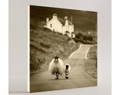 SHEEP WALKING in the Highlands - Canvas Art & Prints