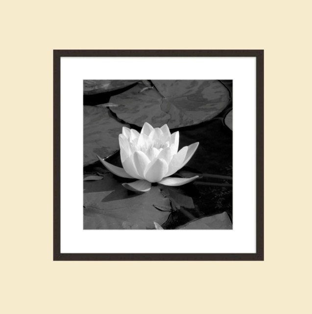 WATER LILY - Canvas Art & Prints
