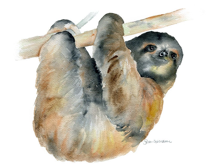 Sloth Watercolor Painting Giclee Print 8 x 10