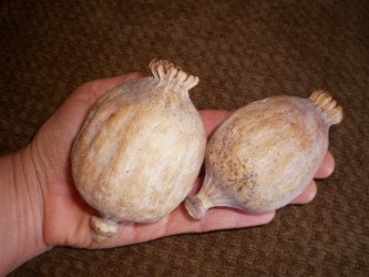 Decorative Seed Pods-Mammoth/Jumbo Pods- 1/2 lb