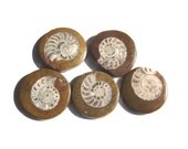 1 Ammonite Fossil Disc