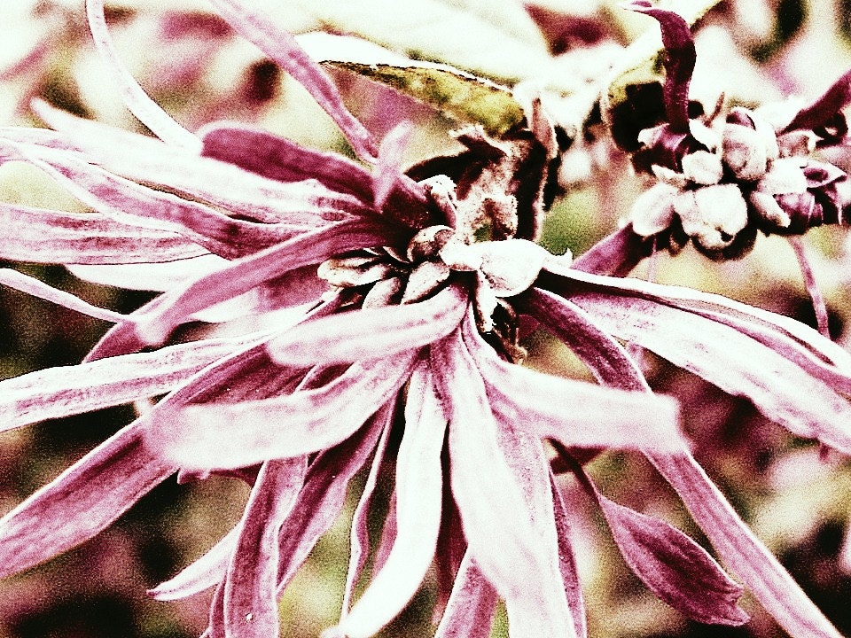 spring blossom floral photograph pink flower bloom blossom wall art home decor spring 8 x 10 print Melinda Marie Alexander
