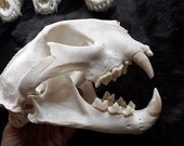 Custom Order Cougar Skull - 180 Day Delivery - Mountain Lion, Puma, Real bone, teeth, taxidermy