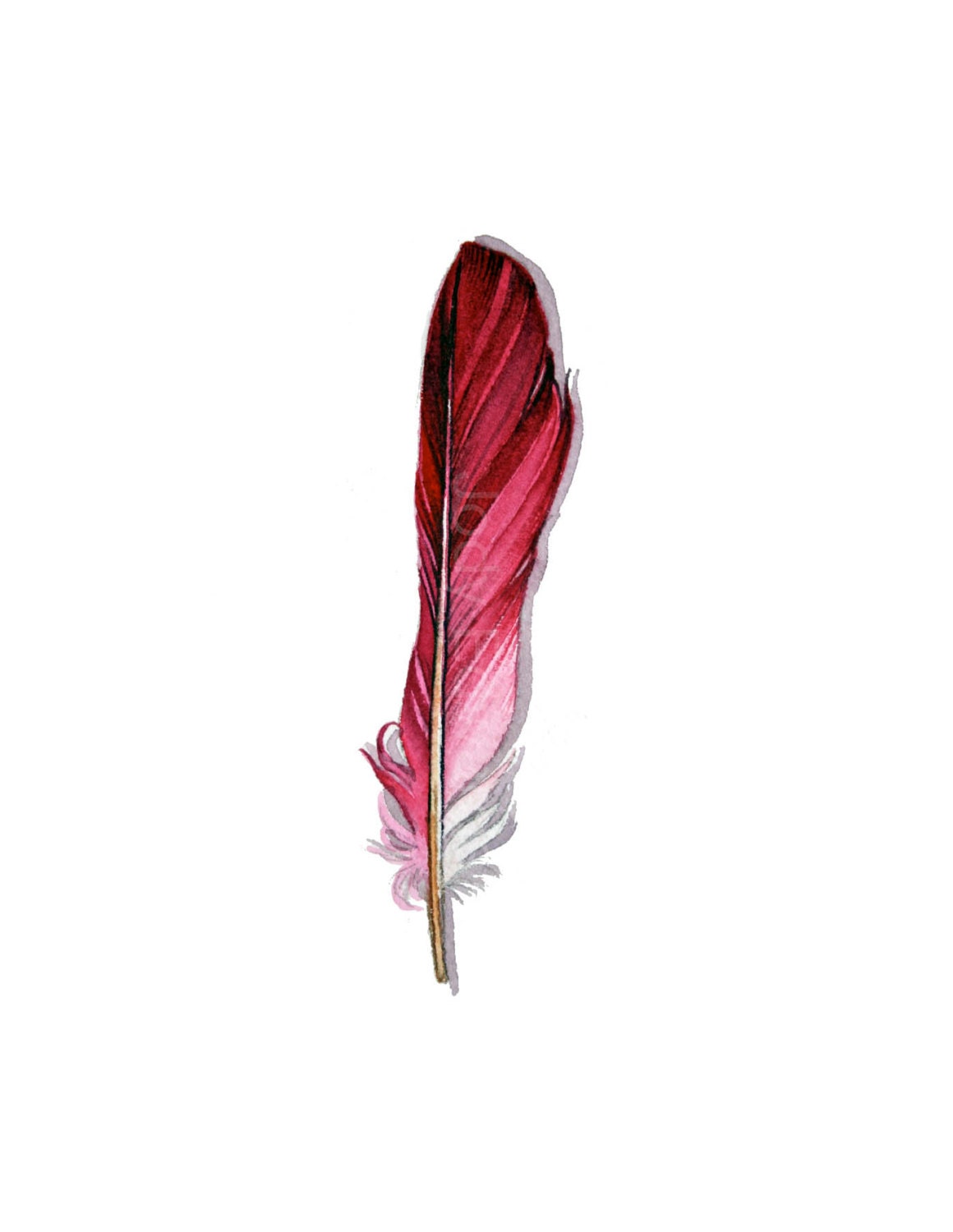 Ombre Pink Feather - Original Watercolor Feather Study 507
